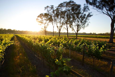 Balgownie Estate Winery Retreat & Restaurant - Accommodation Bookings 6
