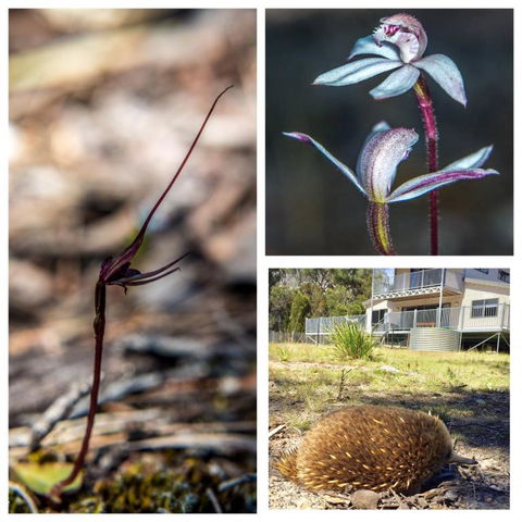 Echidna On Bruny - Accommodation Bookings 5