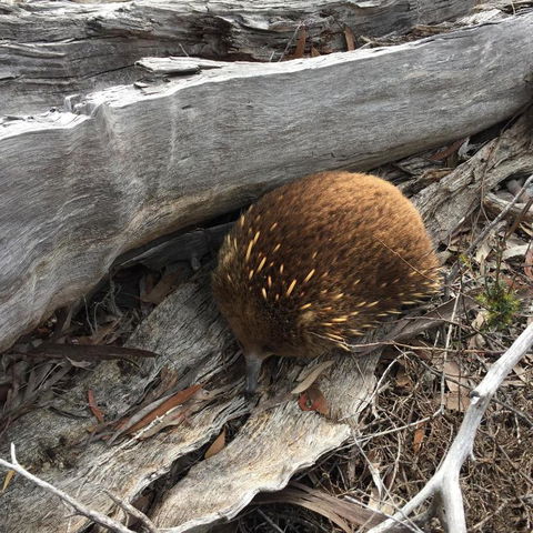 Echidna On Bruny - Accommodation Bookings 2