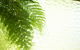 Fig Tree Retro Studio - thumb 6