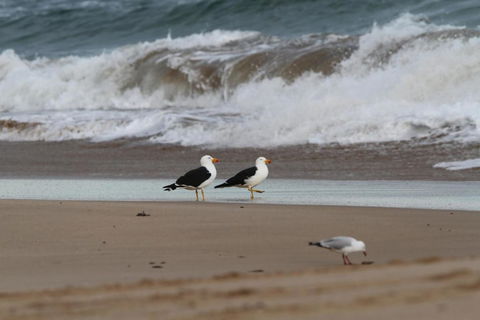 Baillieu Breeze - Accommodation Bookings 6