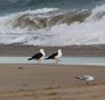 Baillieu Breeze - Accommodation Bookings