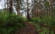 Margarets Forest - thumb 3