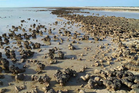 Hamelin Pool Caravan Park - Accommodation Bookings 3