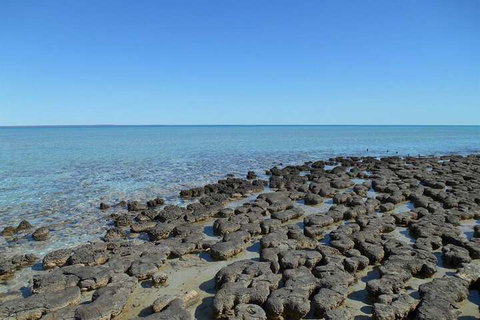 Hamelin Pool Caravan Park - Accommodation Bookings 4