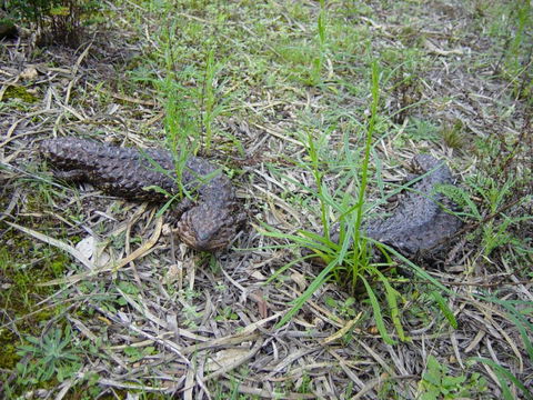 Didgy Ridge - Accommodation Bookings 3