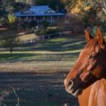 Historic Oak Hill House Estate Truffle Gourmet Festival Region - Accommodation Bookings 0