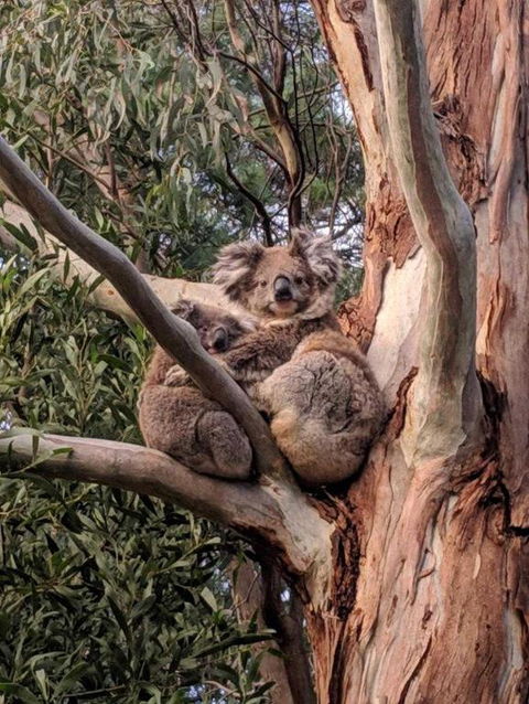 Kangaroo Manor - Accommodation Bookings 2