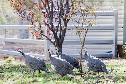 Rosewood Cottage - Accommodation Bookings 2