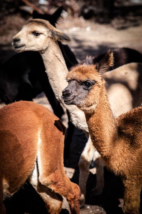 Rosewood Cottage - Accommodation Bookings 5