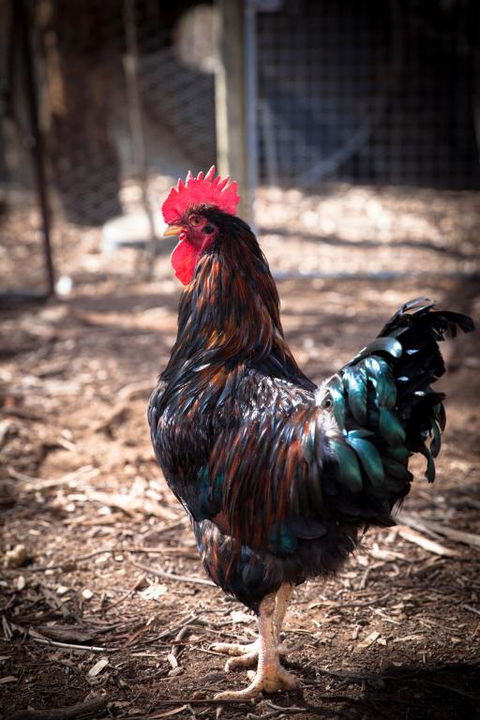 Rosewood Cottage - Accommodation Bookings 1