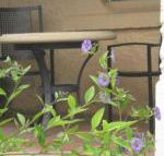 Amalie Cottage Waikerie Unit 1