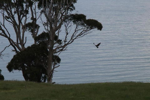 Penguin Seaside Farm - Accommodation Bookings 6