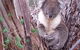 Stringybark Hills Retreat - thumb 3