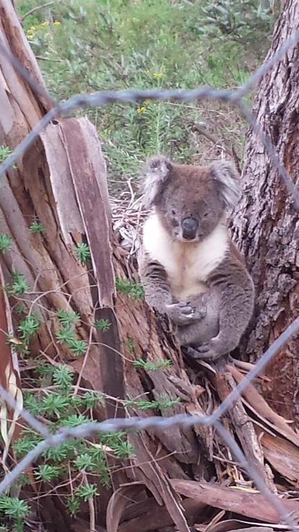 Stringybark Hills Retreat - Accommodation Bookings 3