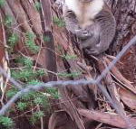 Stringybark Hills Retreat - Accommodation Bookings