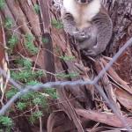 Stringybark Hills Retreat - Accommodation Bookings 0