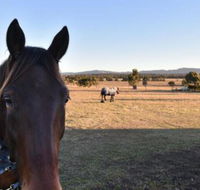 Clydesdale Cottage on Talga with real Clydesdale Horses - Accommodation Bookings