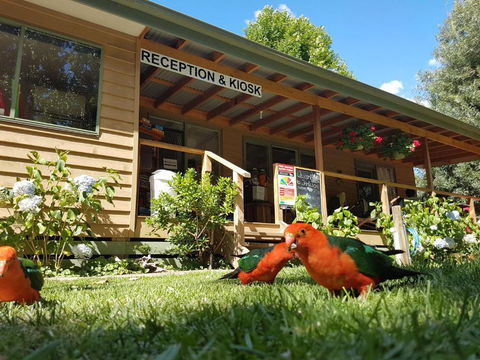 Jamieson Caravan Park - Accommodation Bookings 4