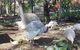 Gowrie Agapanthous - thumb 1