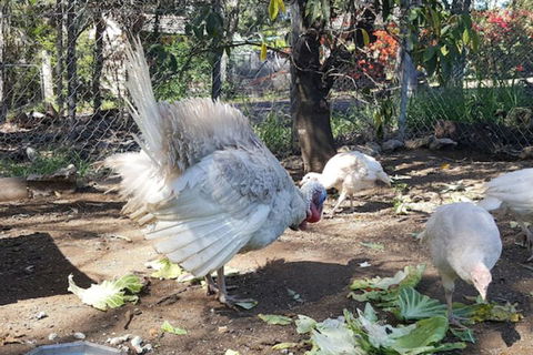 Gowrie Agapanthous - Accommodation Bookings 1