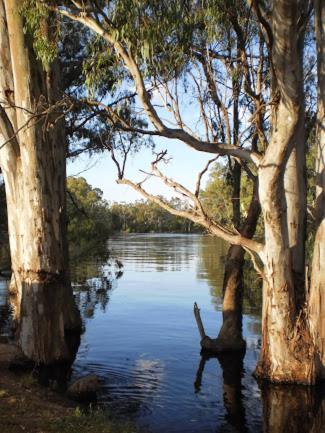 Barham Riverland Motel - Accommodation Bookings 1