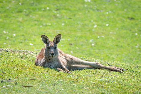Halls Gap Motel - Accommodation Bookings 5
