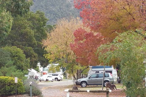Breeze Holiday Parks - Halls Gap - Accommodation Bookings 5
