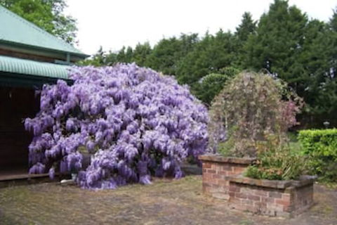 Heronswood House B & B - Accommodation Bookings 2