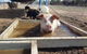 A Better Life Animal Sanctuary FarmStay Private Two Bedrooms Lounge Room & Bathroom & Toilet Shared Kitchen - thumb 2