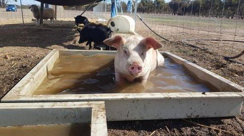 A Better Life Animal Sanctuary FarmStay Private Two Bedrooms Lounge Room & Bathroom & Toilet Shared Kitchen - Accommodation Bookings 2