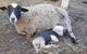A Better Life Animal Sanctuary FarmStay Private Two Bedrooms Lounge Room & Bathroom & Toilet Shared Kitchen - thumb 1