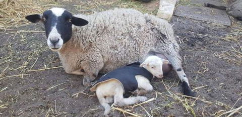 A Better Life Animal Sanctuary FarmStay Private Two Bedrooms Lounge Room & Bathroom & Toilet Shared Kitchen - Accommodation Bookings 1
