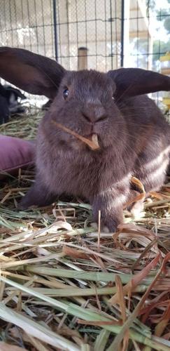 A Better Life Animal Sanctuary FarmStay Private Two Bedrooms Lounge Room & Bathroom & Toilet Shared Kitchen - Accommodation Bookings 5
