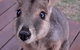Camp Kanga - thumb 6
