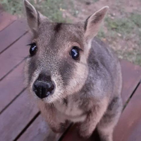 Camp Kanga - Accommodation Bookings 6