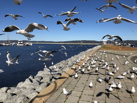 Albany Foreshore Guest House - Accommodation Bookings 4