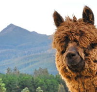 Maydena Mountain Cabins - Accommodation Bookings
