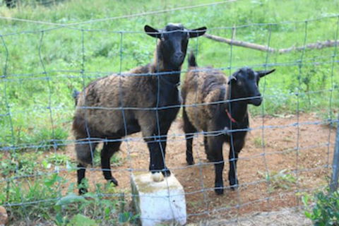 Alstonville Country Cottages - Accommodation Bookings 0