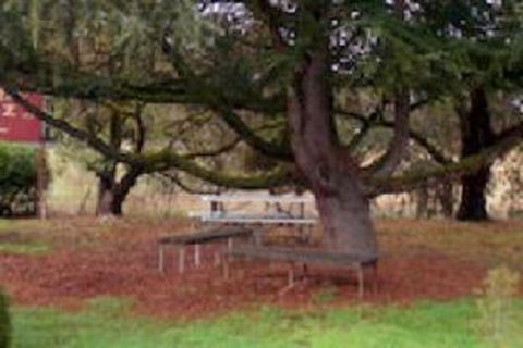 Auburn Shiraz Motel - Accommodation Bookings 0