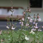 Serendipity On Allyn - Accommodation Bookings 1