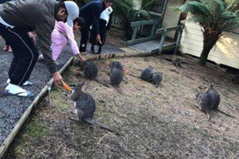 Fauna Australia Wildlife Retreat - Accommodation Bookings 5
