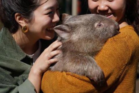Fauna Australia Wildlife Retreat - Accommodation Bookings 4