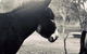 Donkey Tales Farm Cottages - thumb 3