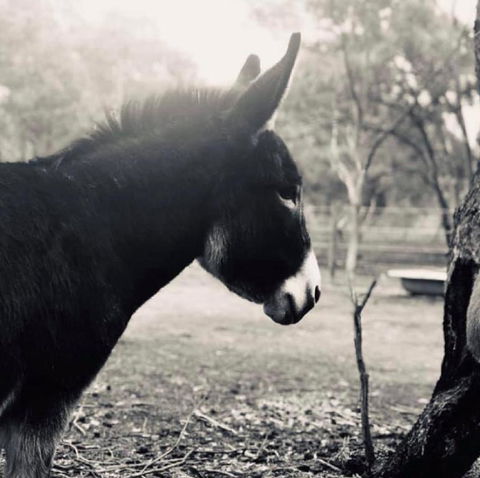 Donkey Tales Farm Cottages - Accommodation Bookings 3