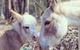 Donkey Tales Farm Cottages - thumb 0