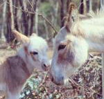 Donkey Tales Farm Cottages - Accommodation Bookings
