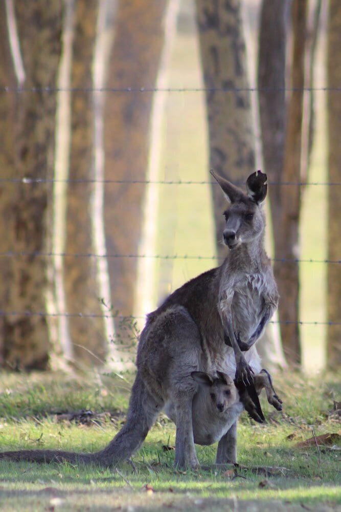 Windella NSW Accommodation Bookings
