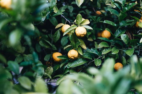 Lemon Tree Cottage Bendeela - Accommodation Bookings 3