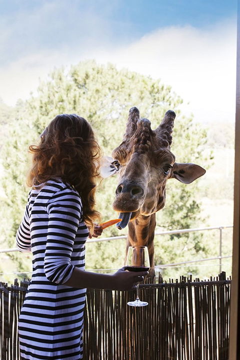 Jamala Wildlife Lodge - Accommodation Bookings 1